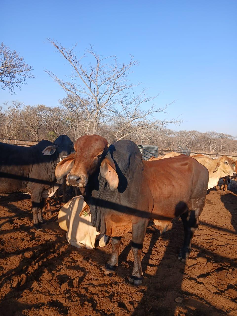 Feedlot